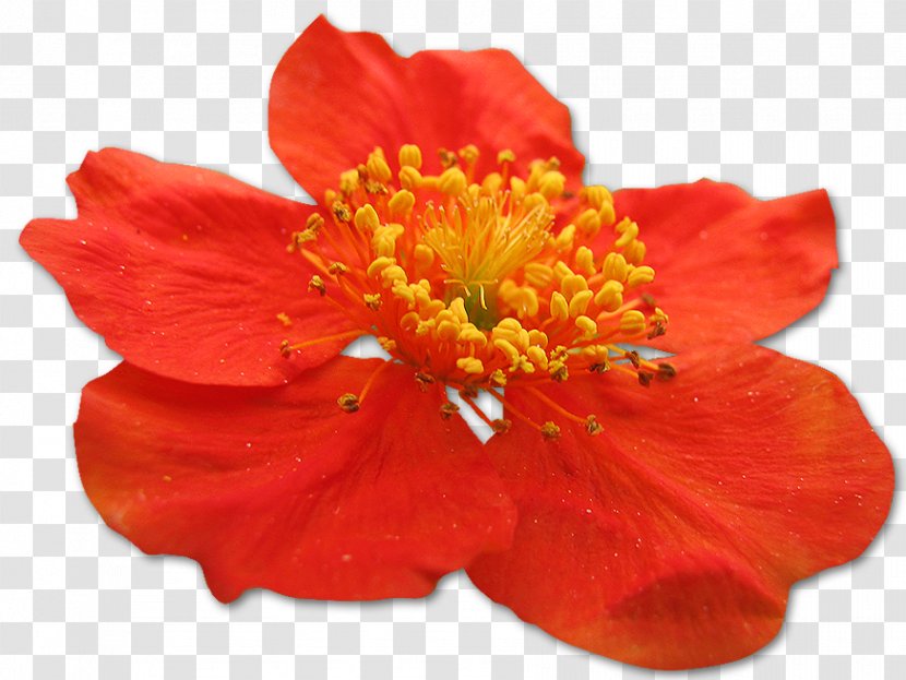 Alstroemeriaceae - Flower - Orange Flowers Transparent PNG