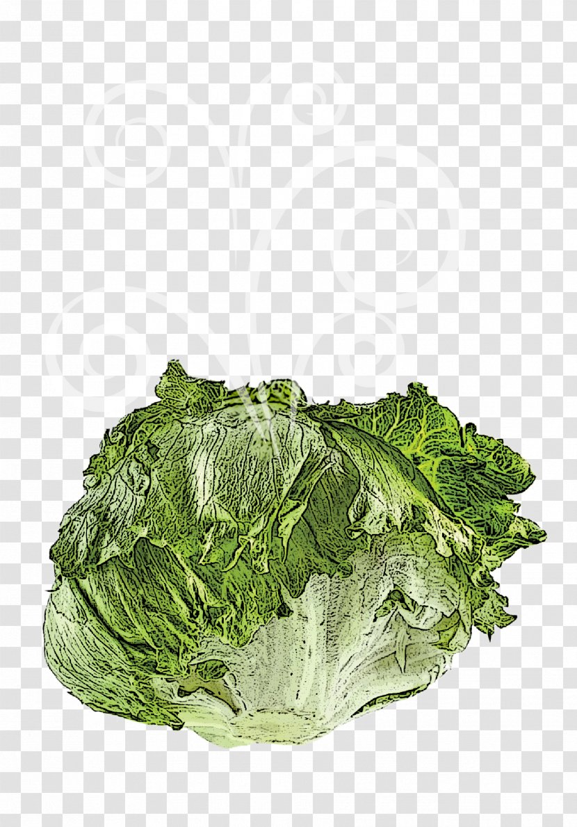 Romaine Lettuce Vegetable Salad Spring Greens Collard Transparent PNG