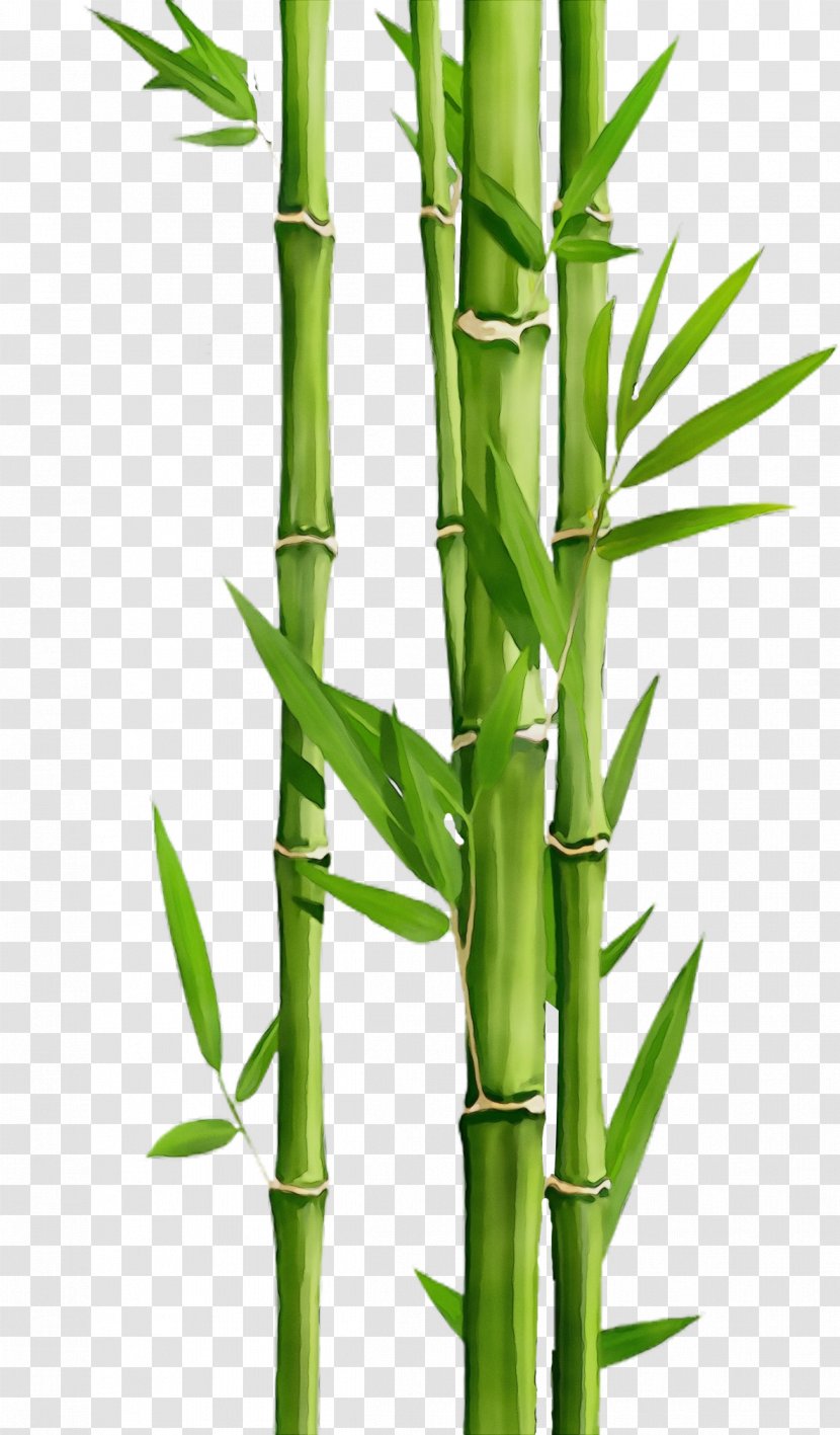 Watercolor Flower Background - Bamboo Shoot - Vascular Plant Grass Transparent PNG