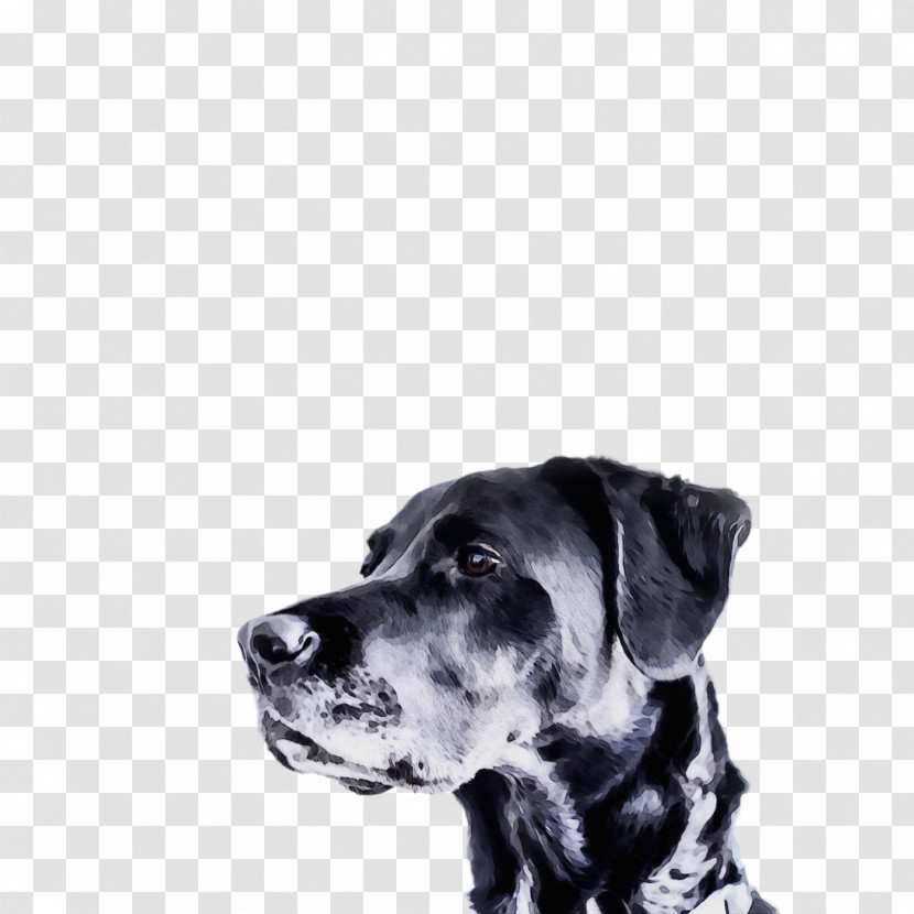 Dog White Great Dane Guard Dog Snout Transparent PNG