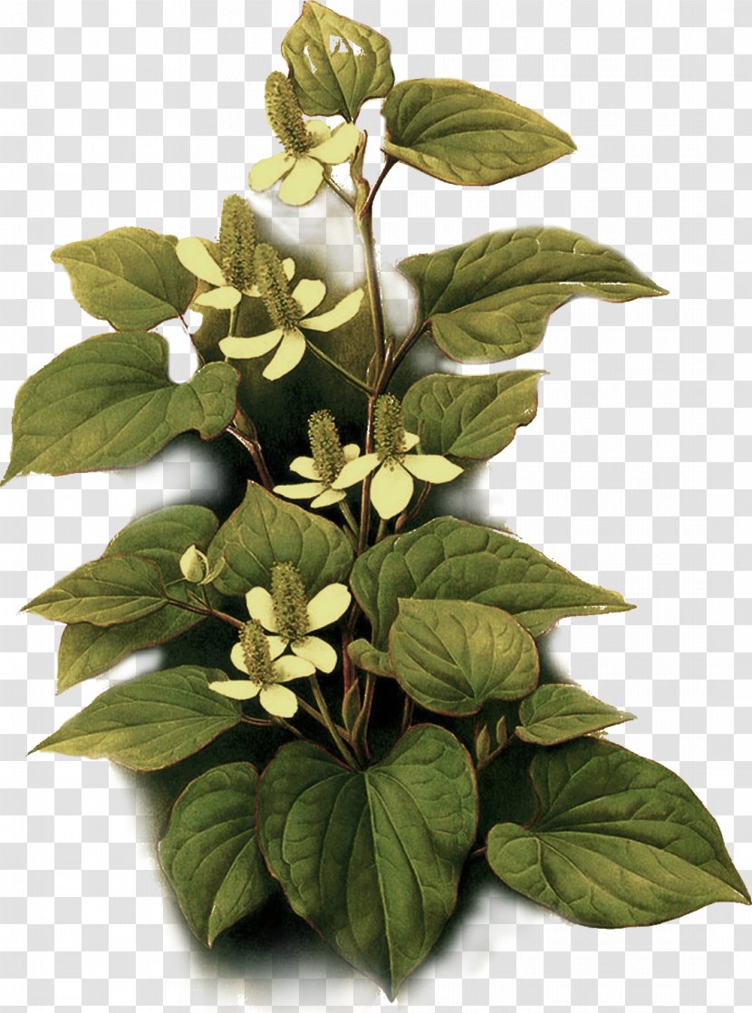 Flower - Herb - Herbalism Transparent PNG