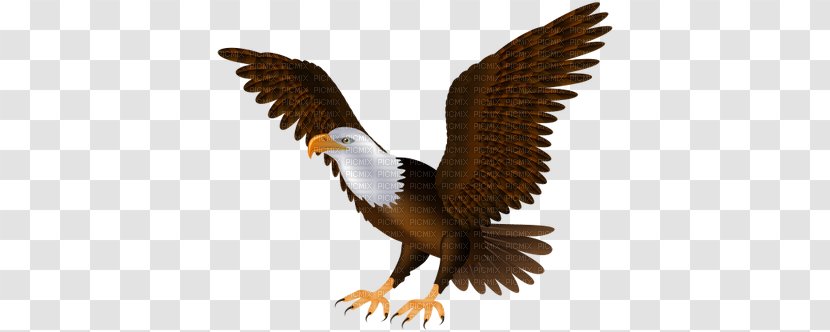 Bald Eagle Bird Clip Art - Buzzard Transparent PNG
