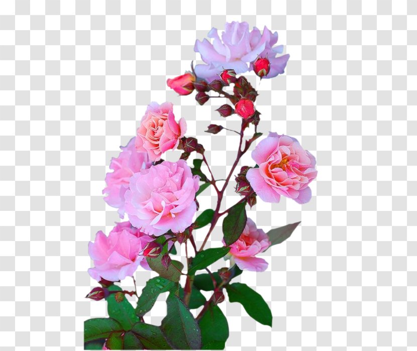 Garden Roses Cut Flowers Centifolia Floral Design - Flower Transparent PNG