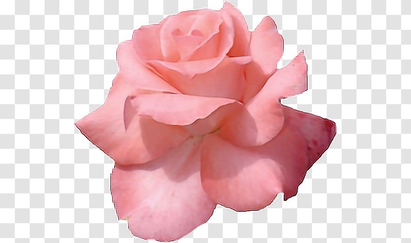 Pink Flowers Rose Clip Art Image - Gold Floral Backgrounds Tumblr Transparent PNG