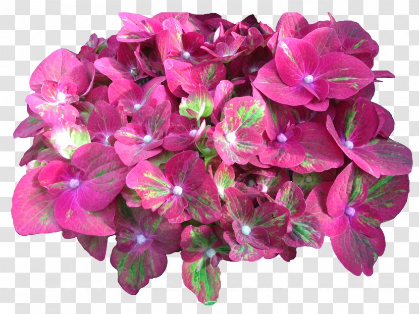 Hydrangea Cut Flowers Pink Plant - Petal Transparent PNG