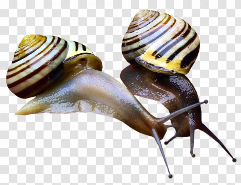 Orthogastropoda Pond Snails - Snail Transparent PNG