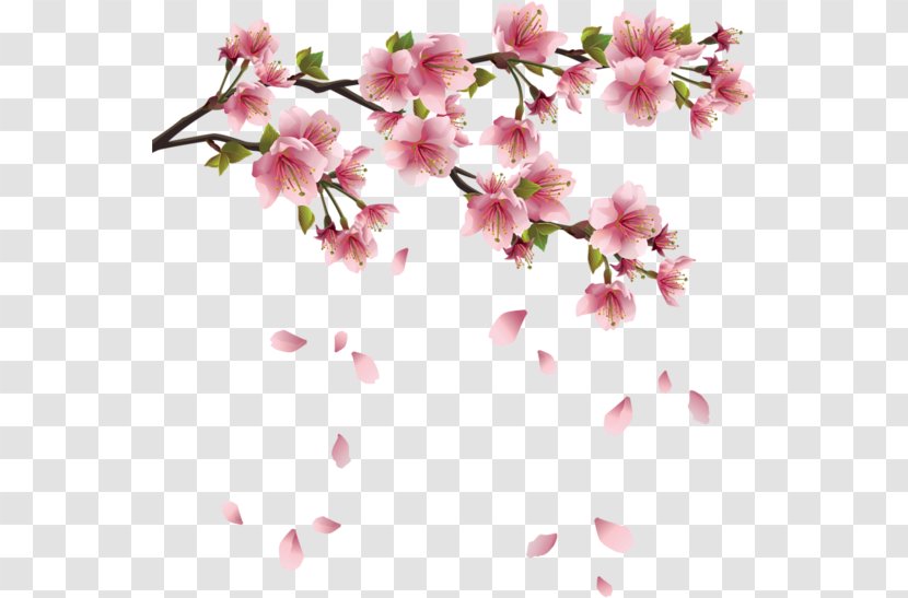 Cherry Blossom Flower Petal - Tree Transparent PNG