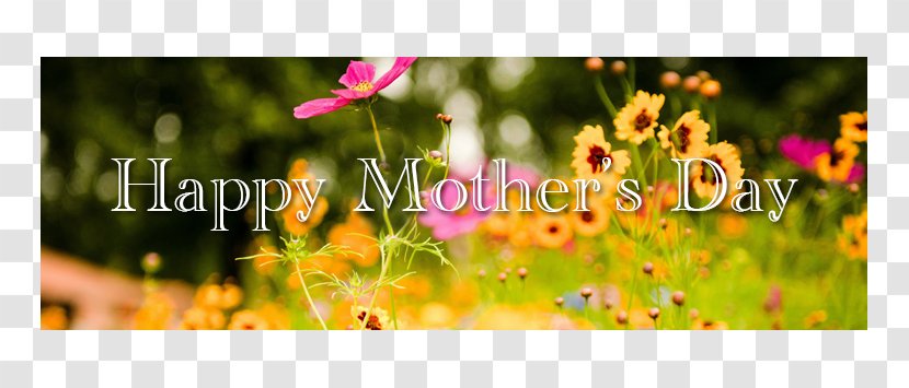 Desktop Wallpaper Spring Image Flower Photograph - Garden - Mother's Day Specials Transparent PNG
