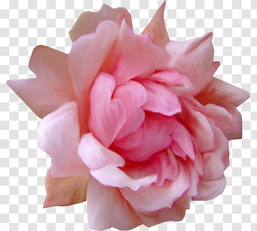 Garden Roses Blog Centifolia Flower - Flowering Plant Transparent PNG