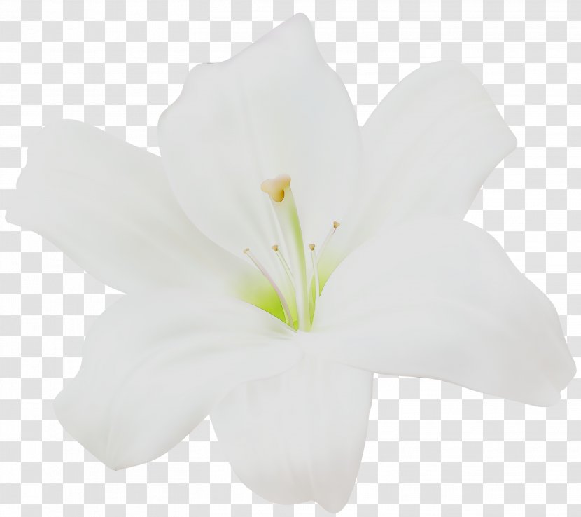Jersey Lily Cut Flowers Mallows Plant Stem - Flower - Rhododendron Transparent PNG