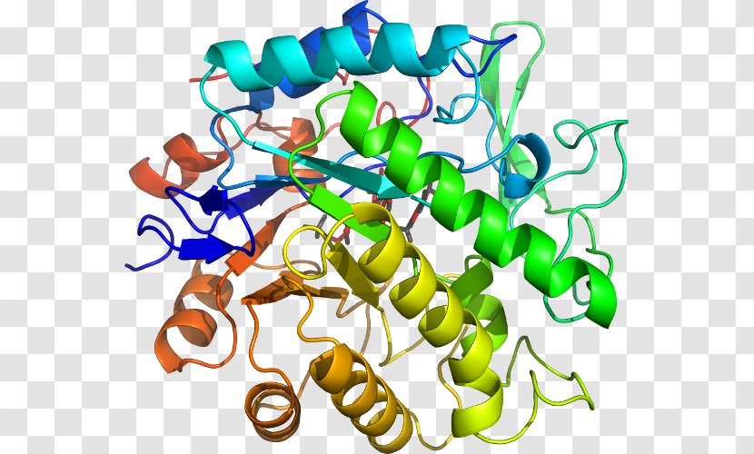 Beta-glucosidase Glucosidases Glycoside Hydrolase Enzyme Commission Number Substrate - Pentaerythritol Tetranitrate Transparent PNG