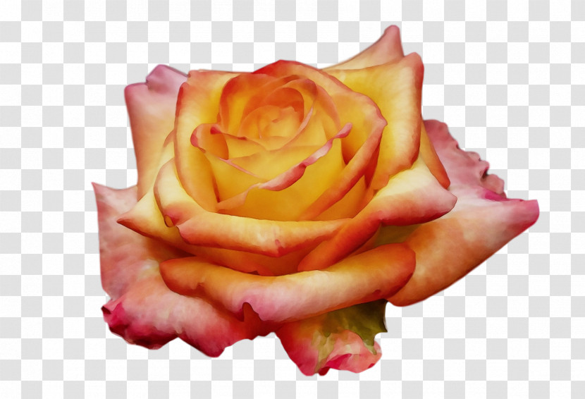 Garden Roses Transparent PNG