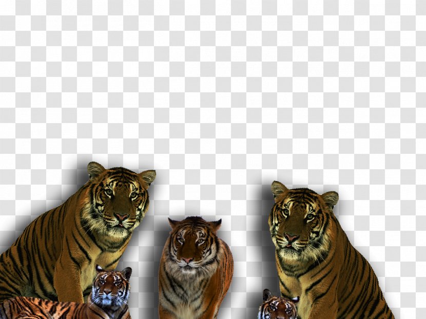 Tiger Lion Car Cat Desktop Wallpaper Transparent PNG