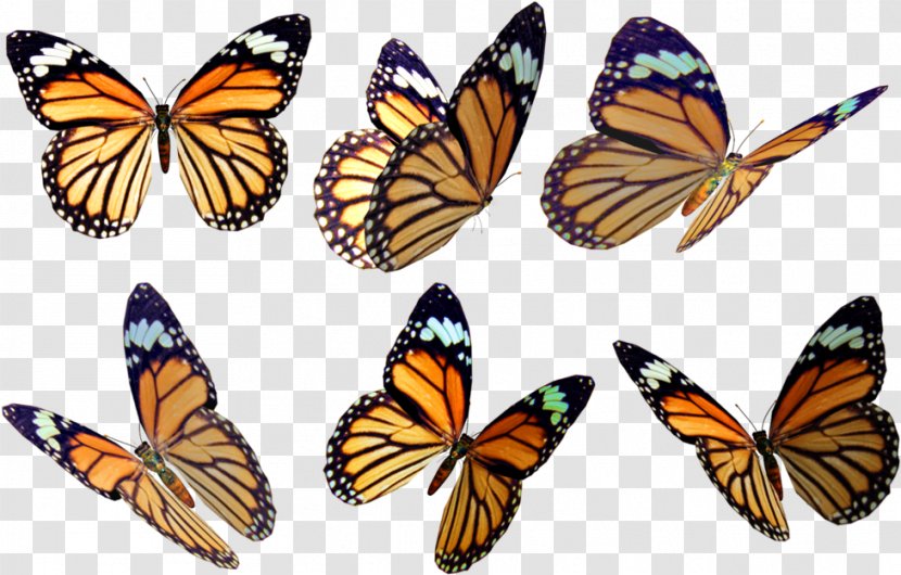Monarch Butterfly Insect Stock Photography Art - Pieridae - Drawing Wings Transparent PNG