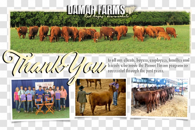 Cattle Fauna Farm Pasture Ecoregion - Thankyou Transparent PNG