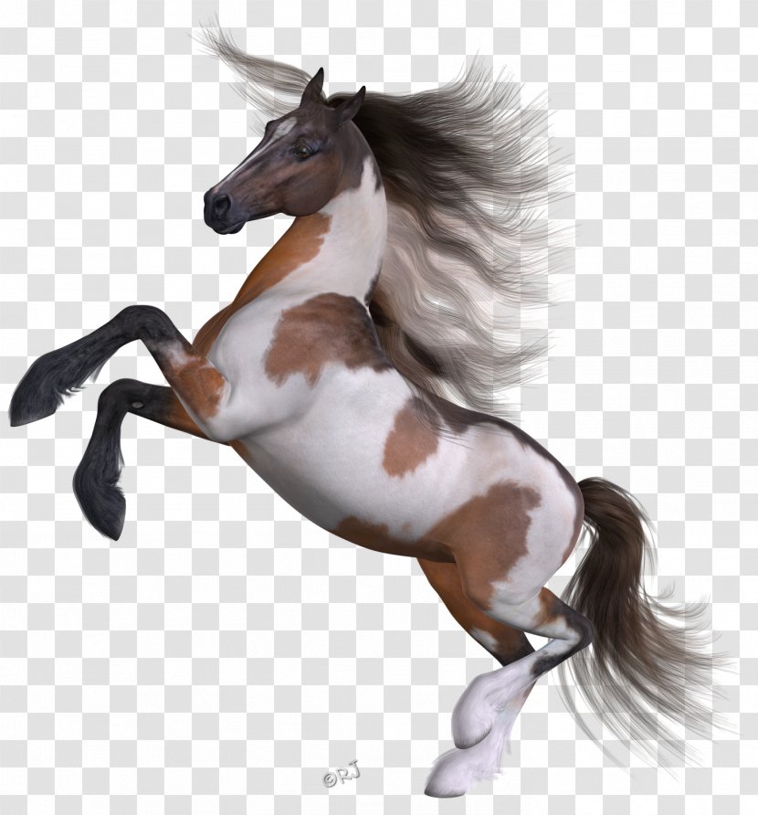 Mustang Pony Stallion Halter FKK Saunaclub - Caverne Transparent PNG