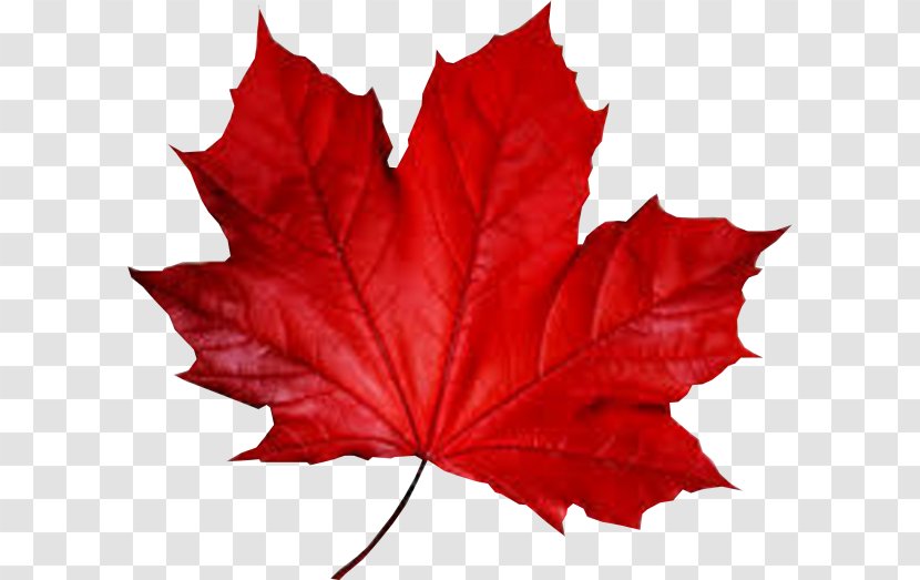 Maple Leaf Smule Autumn - Tree - Red Transparent PNG