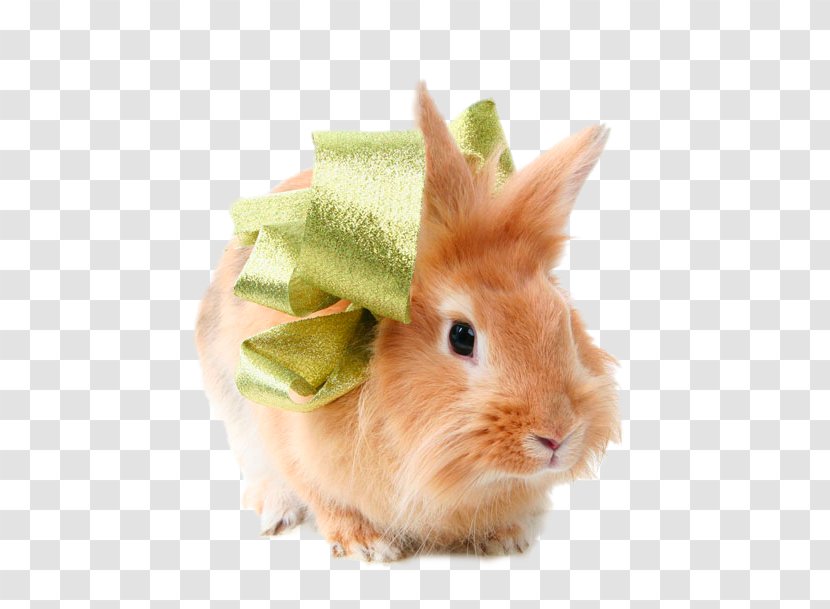 Domestic Rabbit Hare Animal - Fauna - Carrying A Bow Transparent PNG