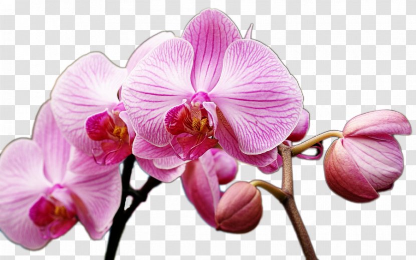 Desktop Wallpaper Orchids Blessing Boat Orchid - Pink Flower Transparent PNG