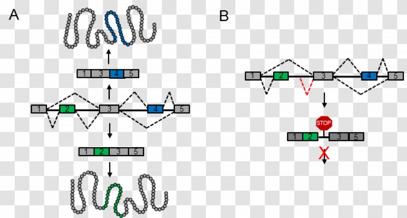 Line Point Mode Of Transport - Text - Splice Transparent PNG