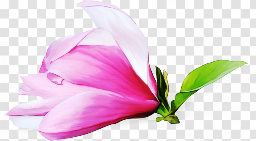 Cut Flowers Flower Petal Close-up Plants Transparent PNG