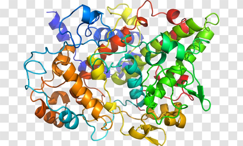 Hemoglobin C HBB Hemoglobin, Alpha 1 Protein - Heart - Prostaglandin D2 Transparent PNG