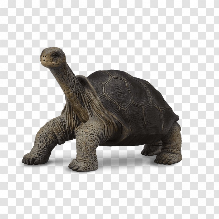 Pinta Island Tortoise Turtle Galápagos Islands Lonesome George - Reptile Transparent PNG
