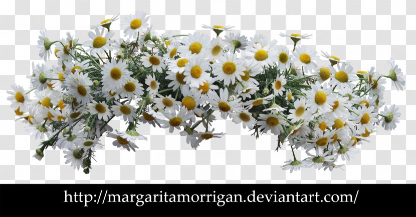 Flower Common Daisy Desktop Wallpaper Floral Design - Chamaemelum Nobile - Wreath Transparent PNG