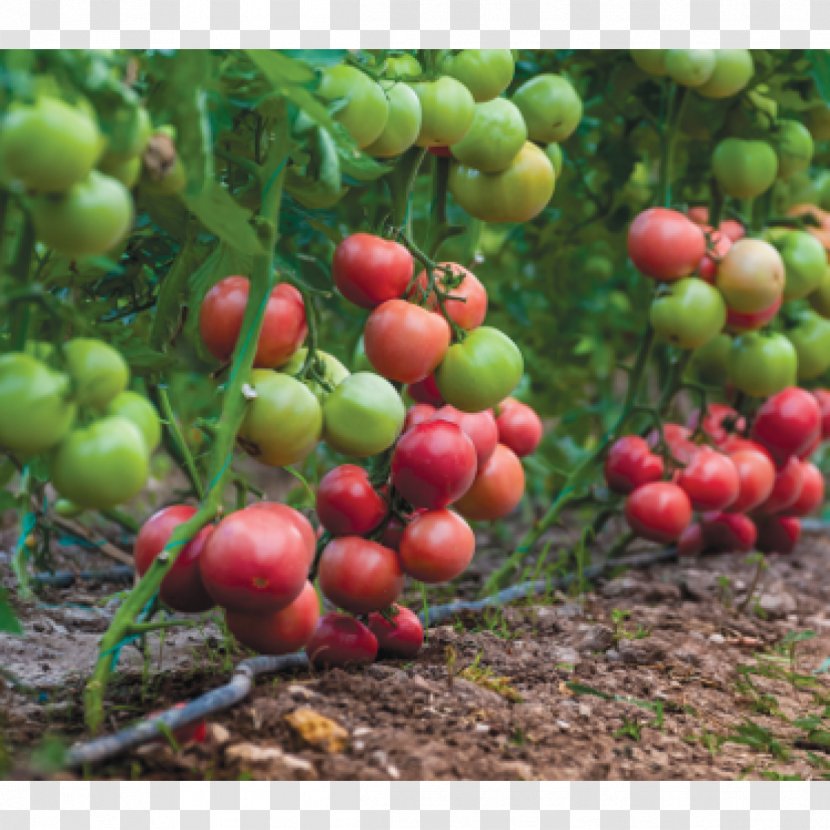 Bush Tomato Plant Burmese Grape Seed - Major Capsid Protein Vp1 Transparent PNG