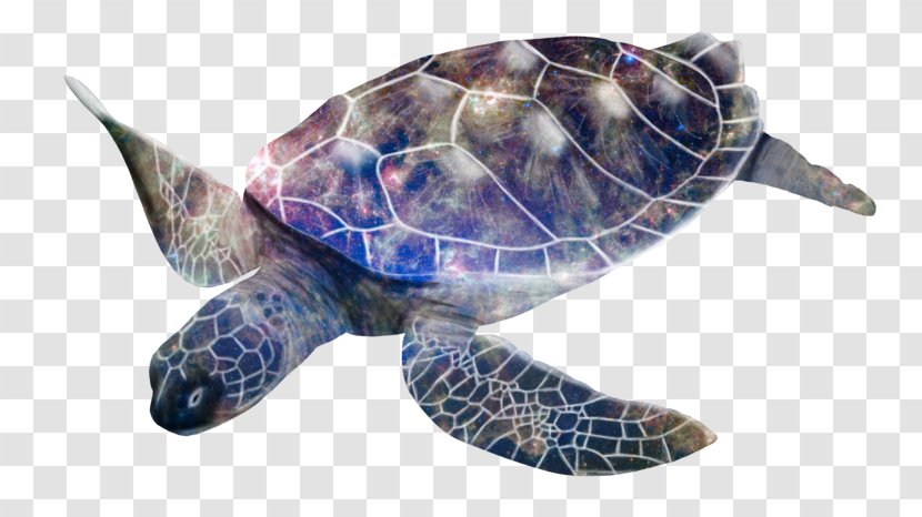 Loggerhead Sea Turtle Box Turtles Leatherback Transparent PNG