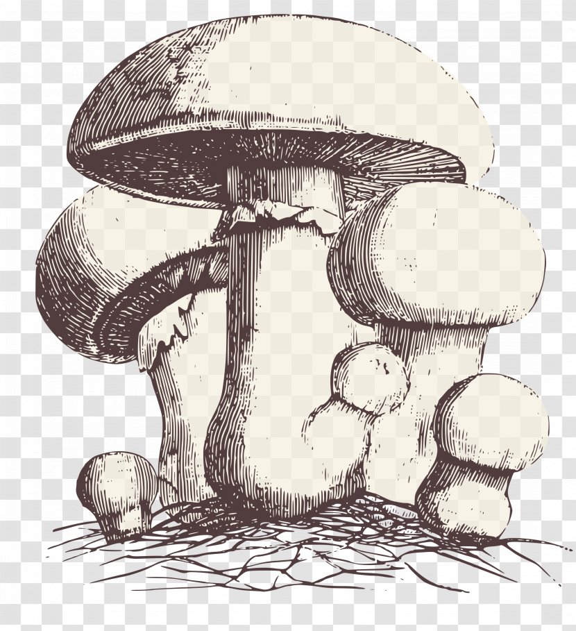 Mushroom Drawing Agaricus Campestris Clip Art Transparent PNG