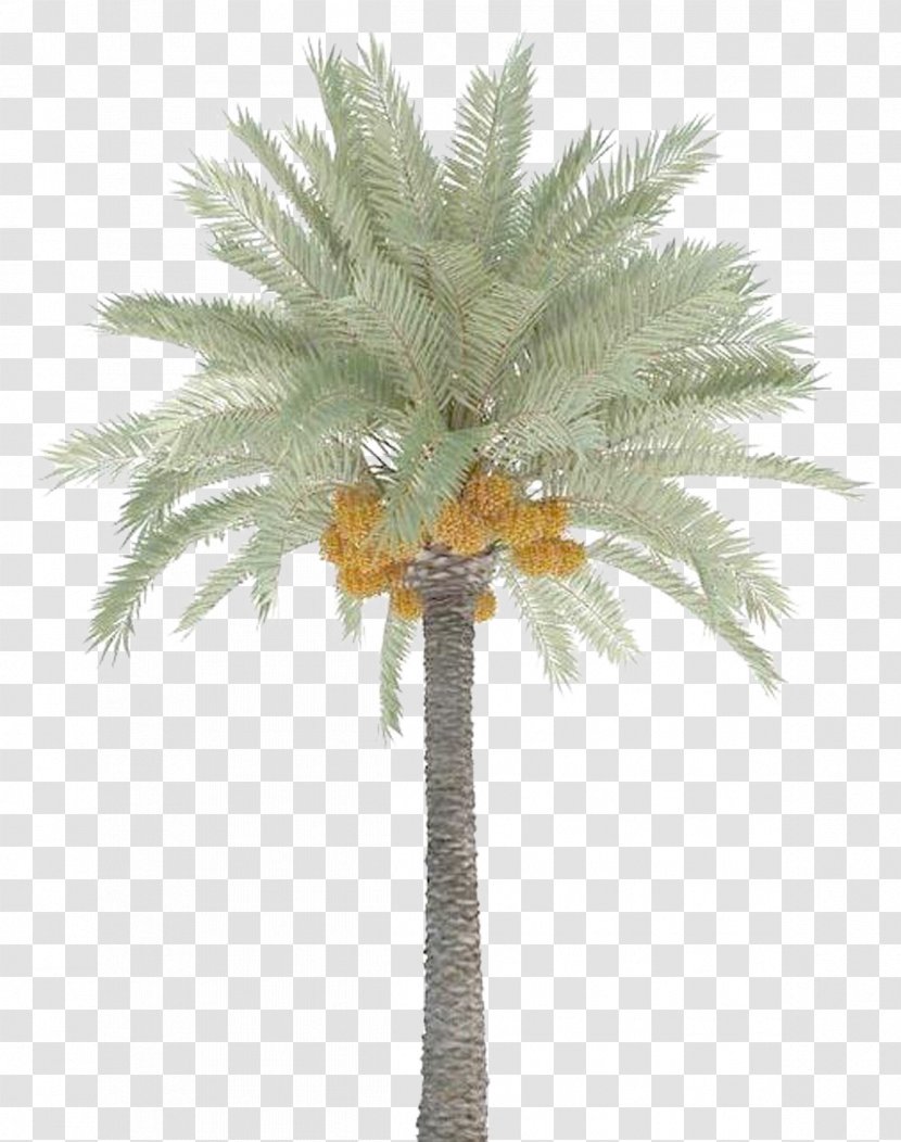 Date Palm Trees - Tree - Phoenix Canariensis Transparent PNG