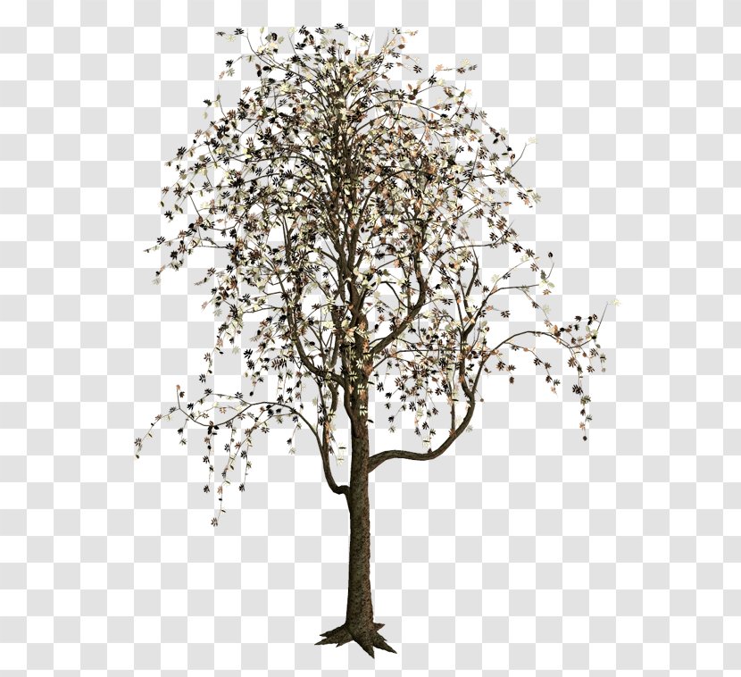 Tree Woody Plant Forest - Dried Transparent PNG