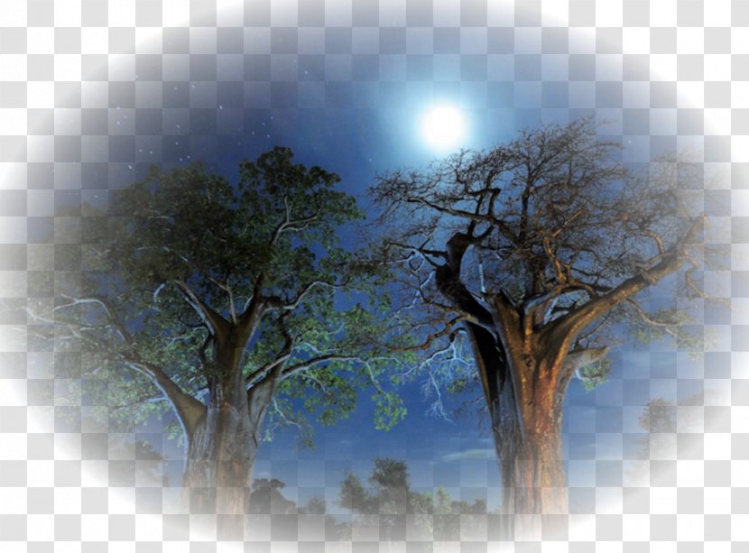 National Geographic Photography Baobab - Sunlight - Tree Transparent PNG