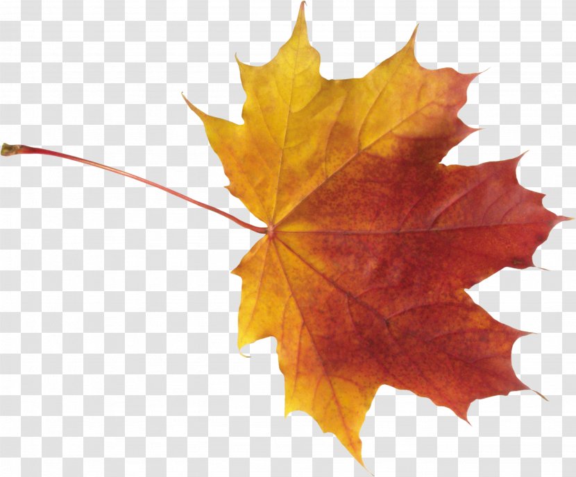 Maple Leaf Autumn - Clipping Path Transparent PNG