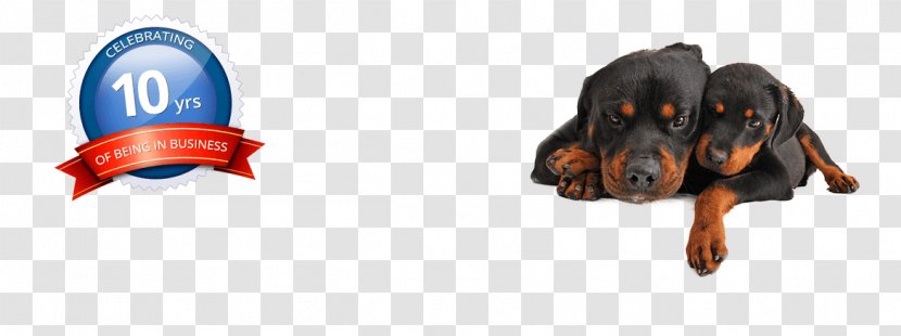 Rottweiler Pet Sitting Puppy Dog Grooming Microchip Implant - Personal Protective Equipment - Bath Transparent PNG