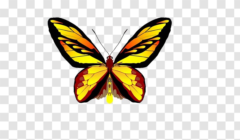 Butterfly Clip Art - Drawing - Image Transparent PNG