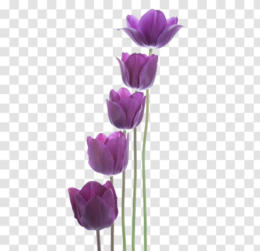 Tulip Purple New Year - Magenta - Tulips Transparent PNG