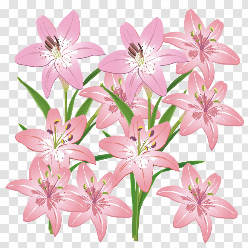 Cut Flowers Lilium - Flower - Pink Lily Vector Material Transparent PNG