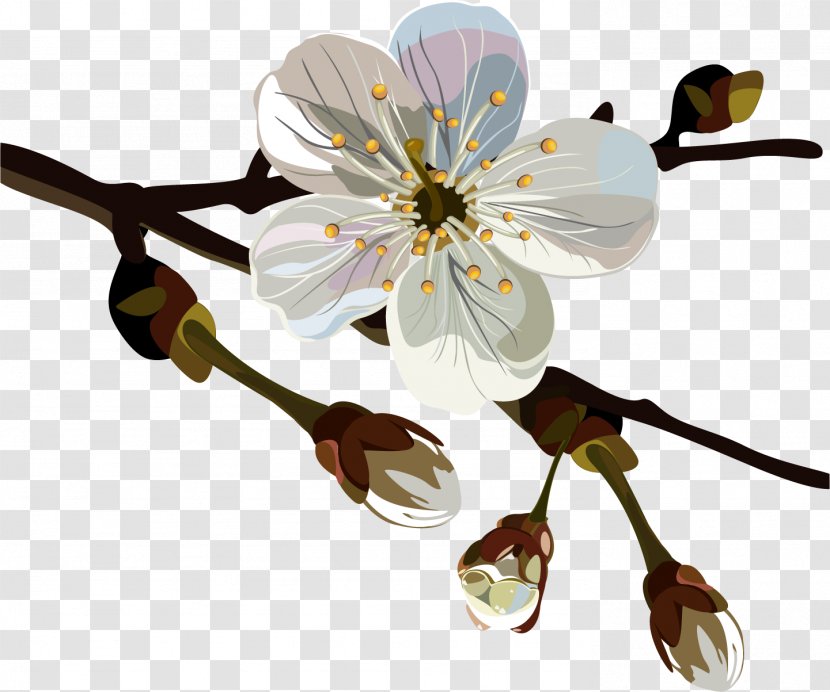 Chimonanthus Praecox Flower Oil Painting Plum Blossom - Spring Transparent PNG