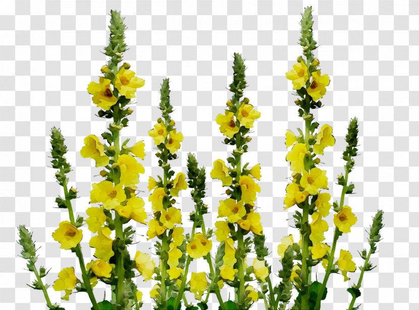 Flowering Plant Mullein Plants - Broomrape - Snapdragon Transparent PNG