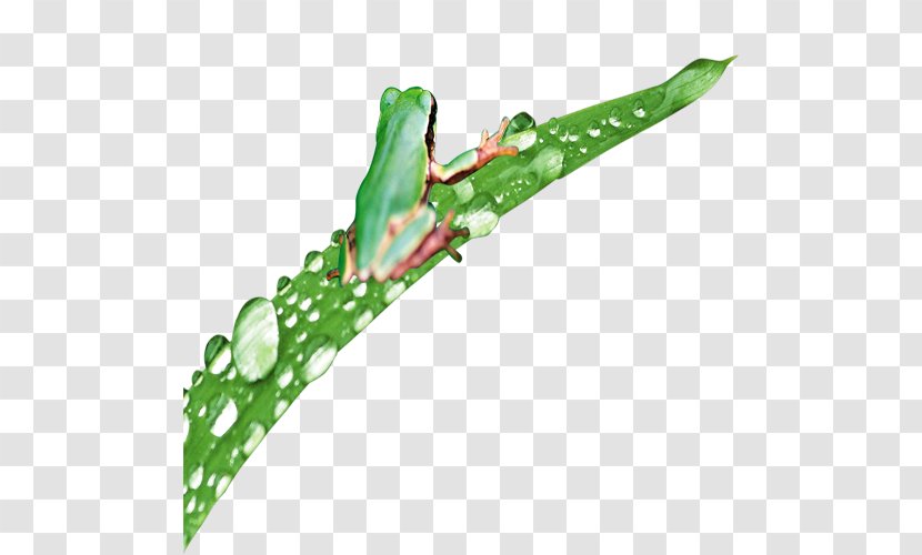 Frog Amphibian Tropical Rainforest - Plant Transparent PNG