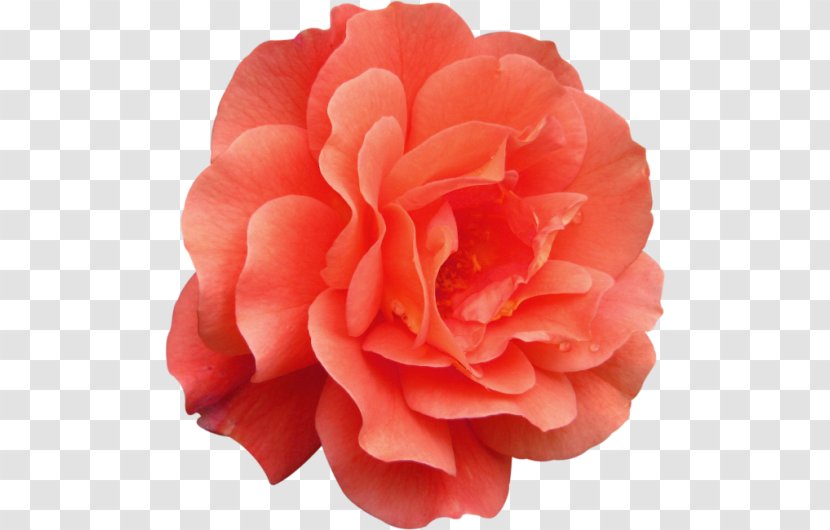 Garden Roses Cabbage Rose Floribunda Japanese Camellia Peony Transparent PNG