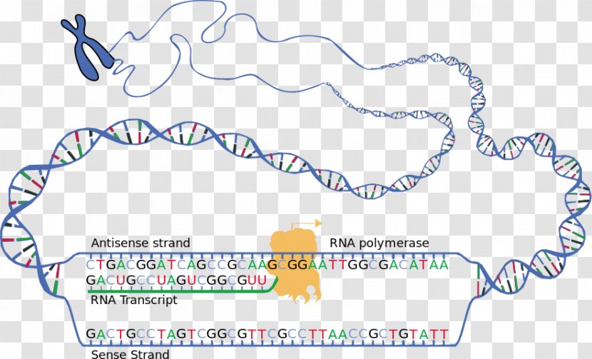 RNA Transcription DNA Translation Coding Strand - Genetic Code - Rna Polymerase Ii Transparent PNG