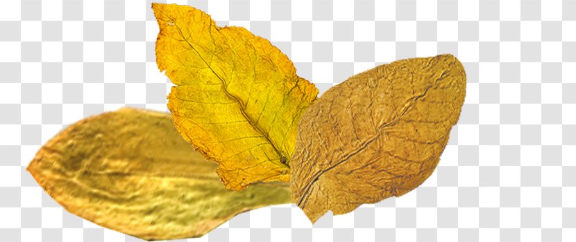 Tobacco Look Deep Into Nature, And Then You Will Understand Everything Better. .com Leaf - Junk Food - Leaves Transparent PNG