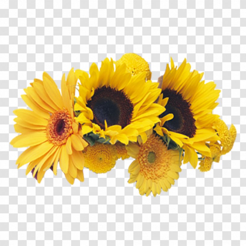 Common Sunflower Chrysanthemum - Transvaal Daisy Transparent PNG