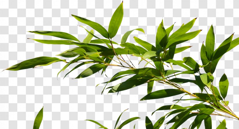 Branch Tree Plant Bamboo Transparent PNG