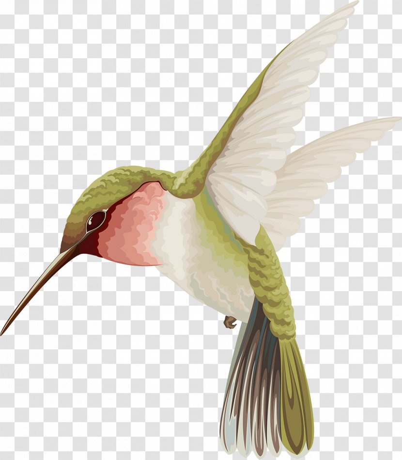 Hummingbird Watercolor Painting - Flying Bird Transparent PNG