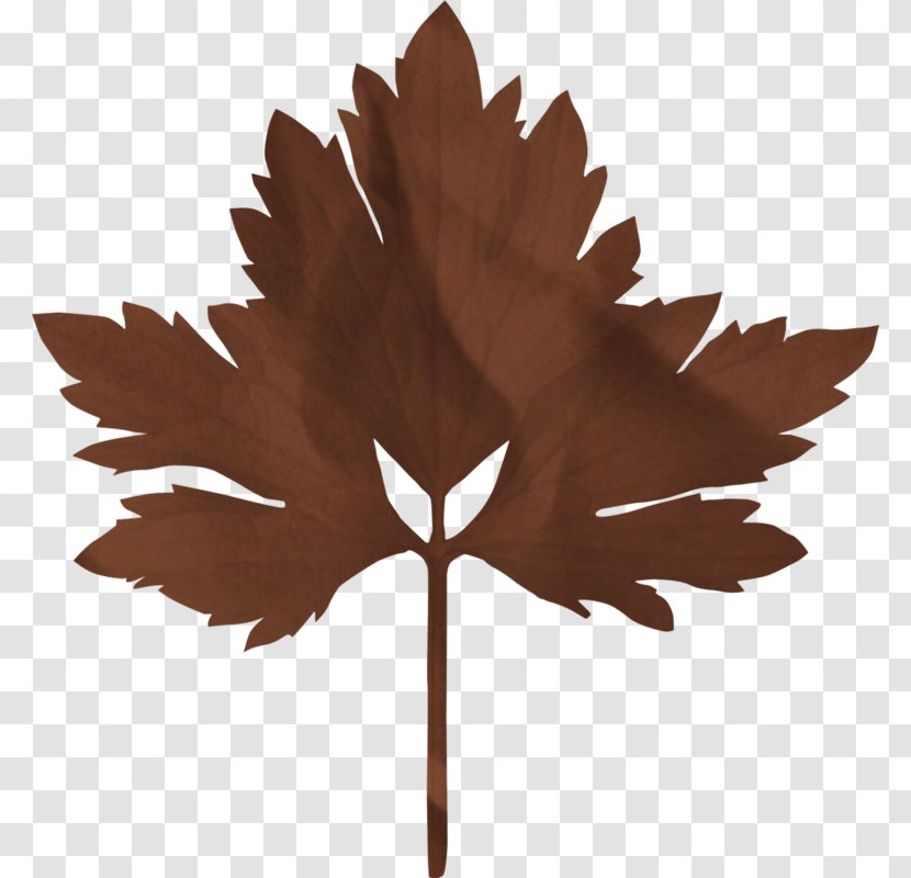 Maple Leaf - Autumn Color Transparent PNG