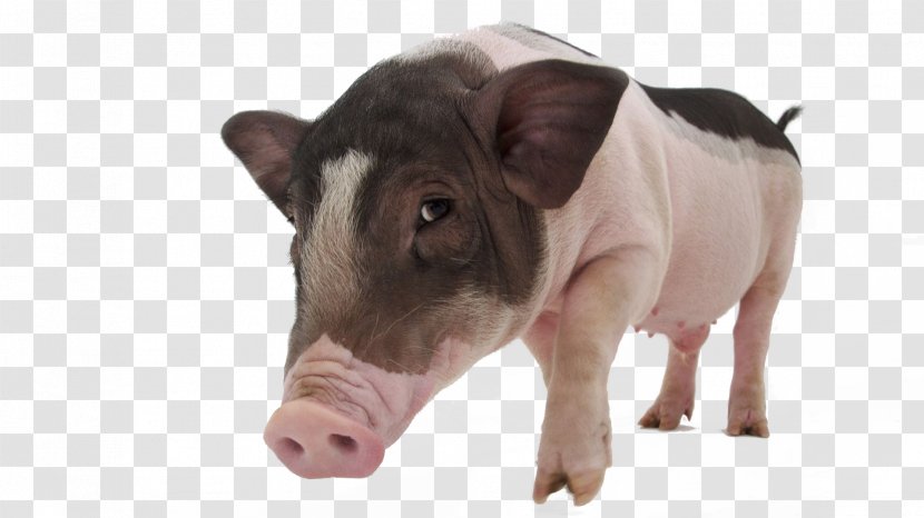 Large White Pig Vietnamese Pot-bellied Meishan Tamworth Pet - Getty Images Transparent PNG
